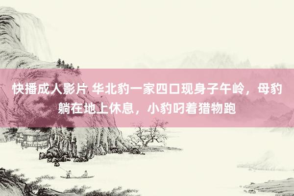 快播成人影片 华北豹一家四口现身子午岭，母豹躺在地上休息，小豹叼着猎物跑